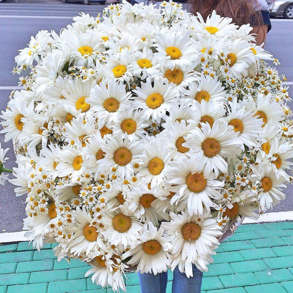 Букет ромашек