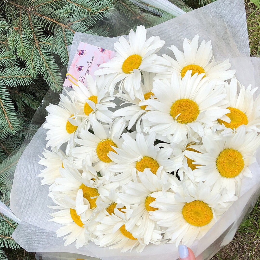 Букет ромашек для любимой