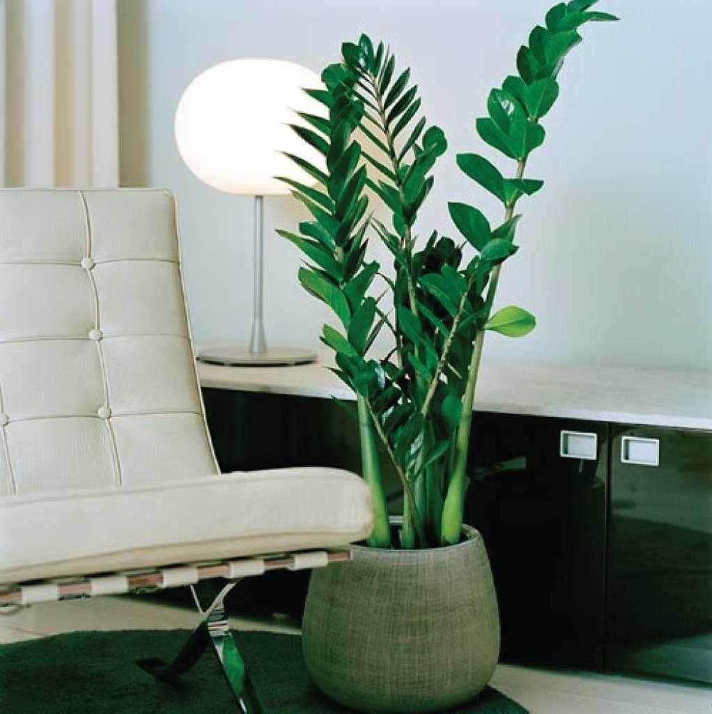 Замиокулькас Emerald Palm