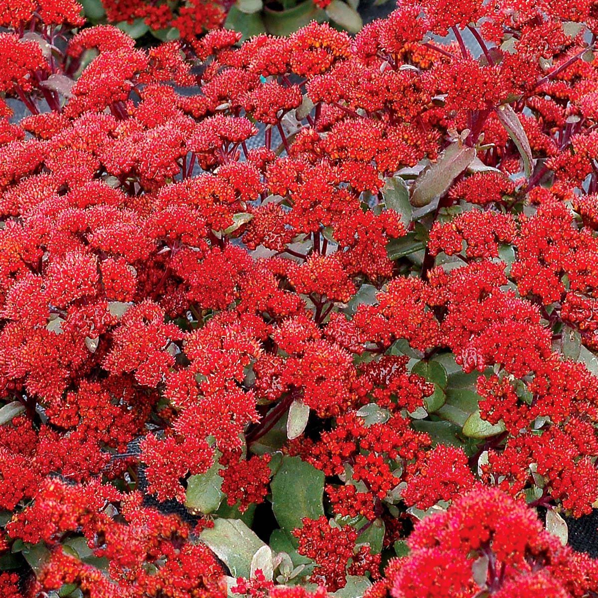 Очиток "Desert Red" (Sedum telephium)