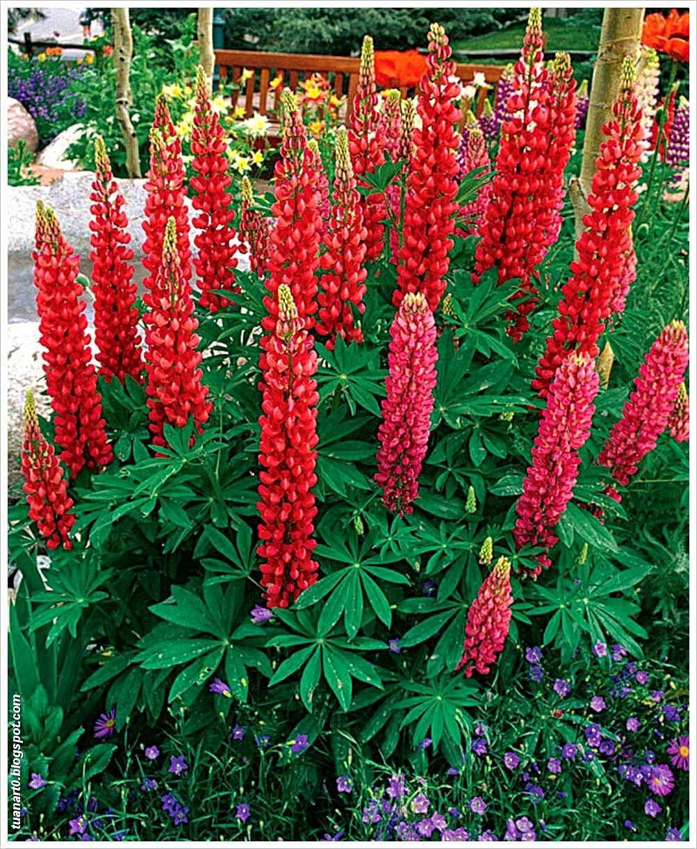 Люпин многолистный Lupinus Red Shades