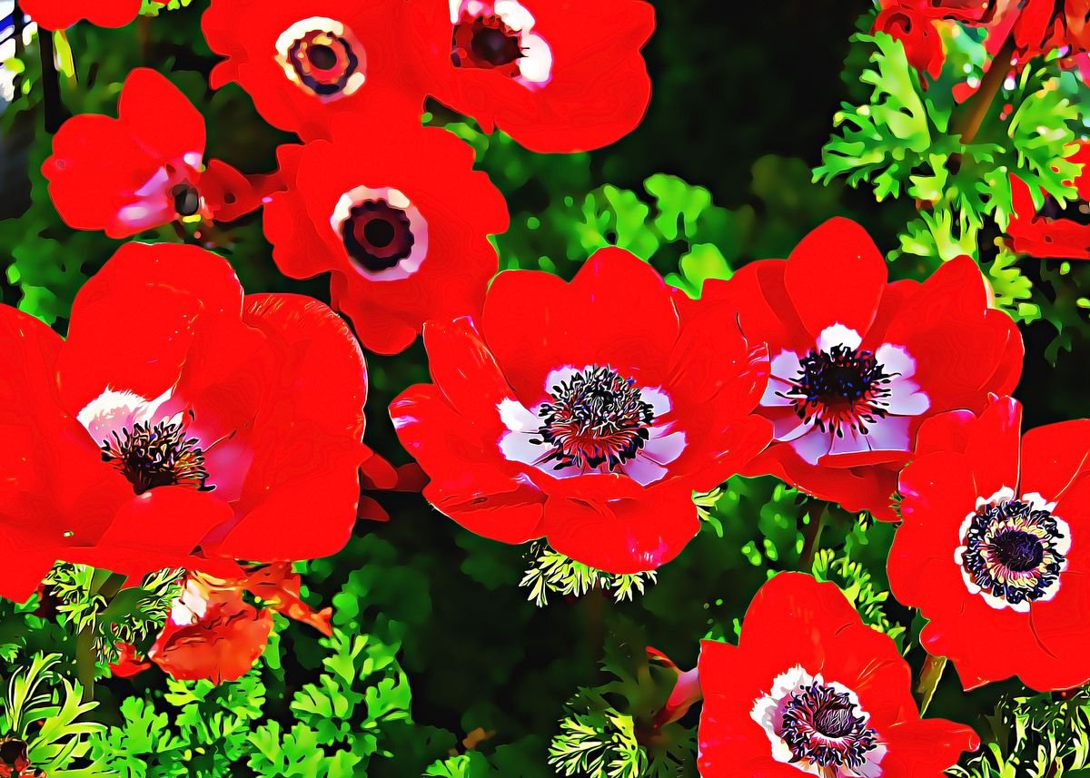 Ветреница корончатая (Anemone coronaria)