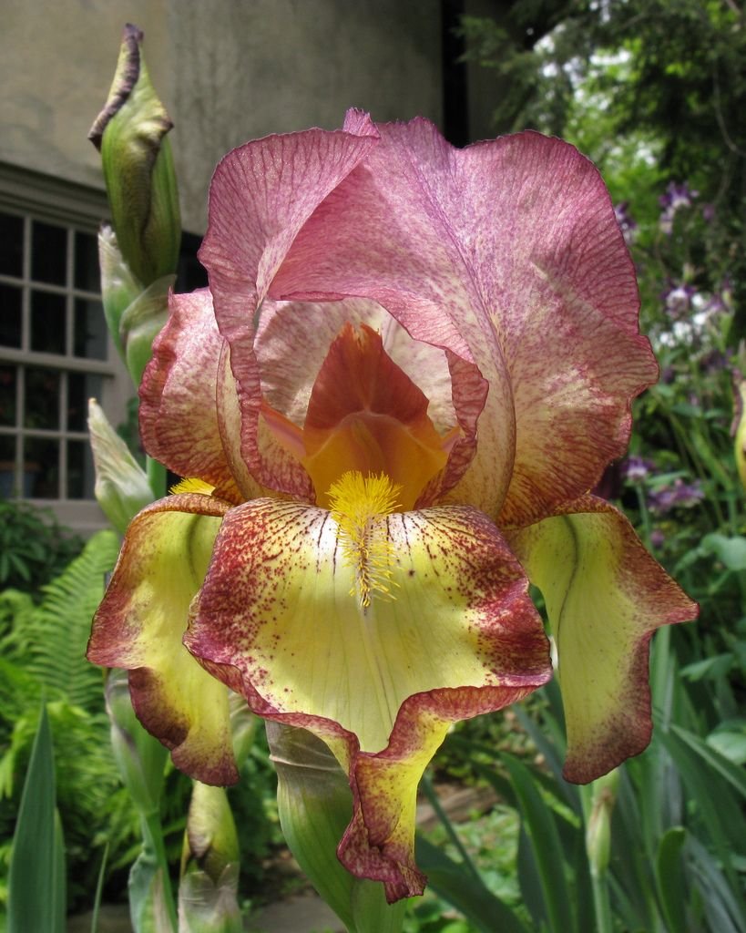 Irresistible Iris