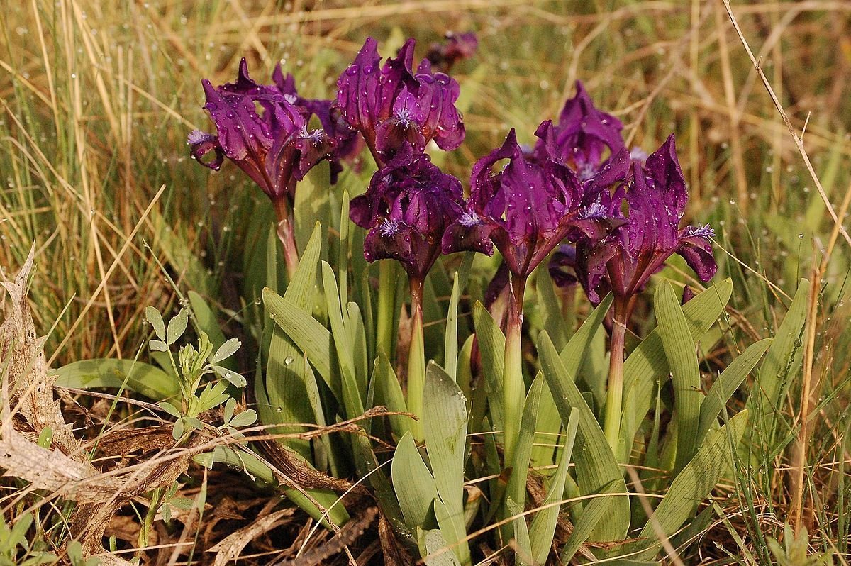 Касатик карликовый, степные Петушки Iris pumila l.