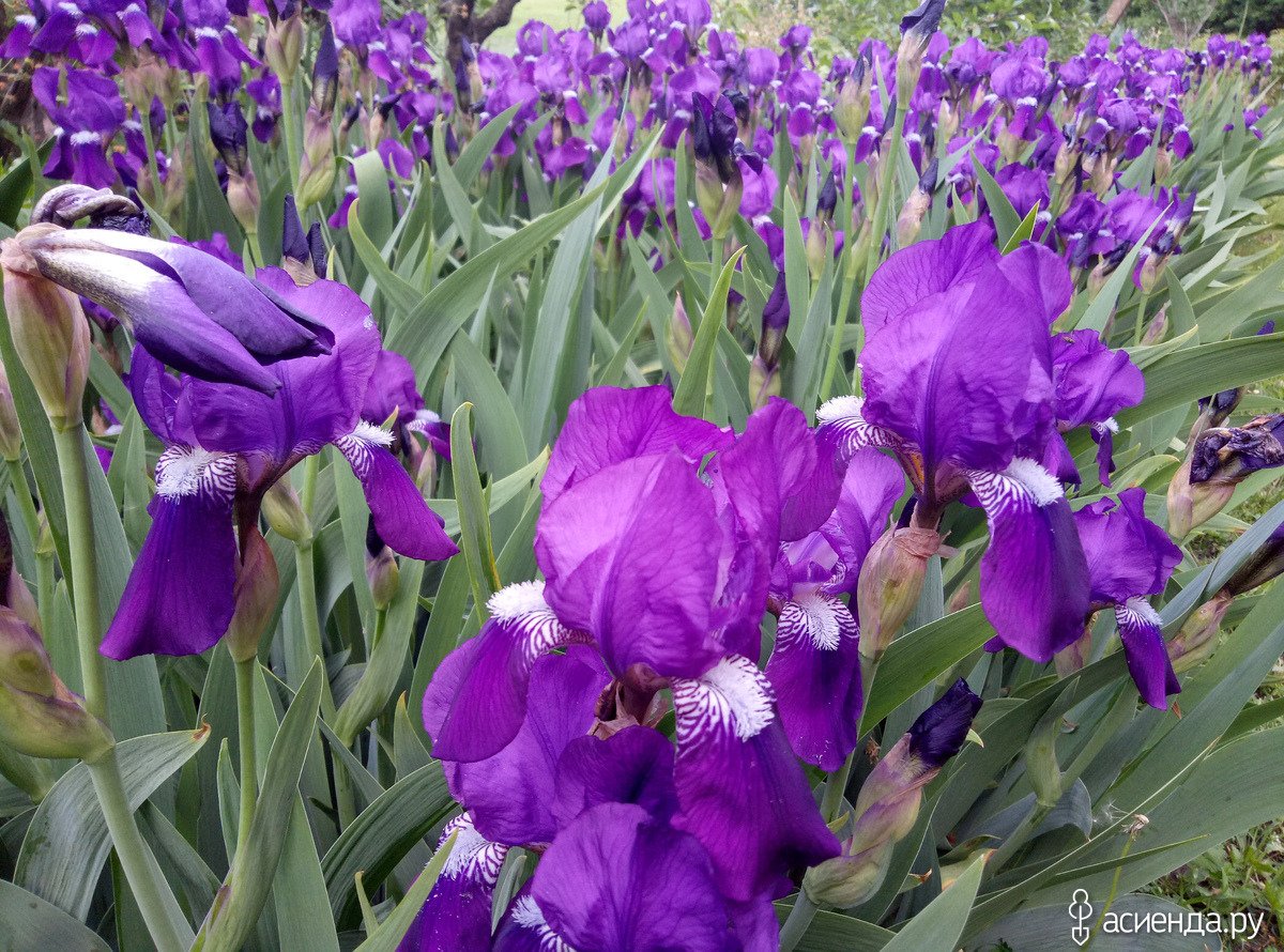 Венгерский Ирис