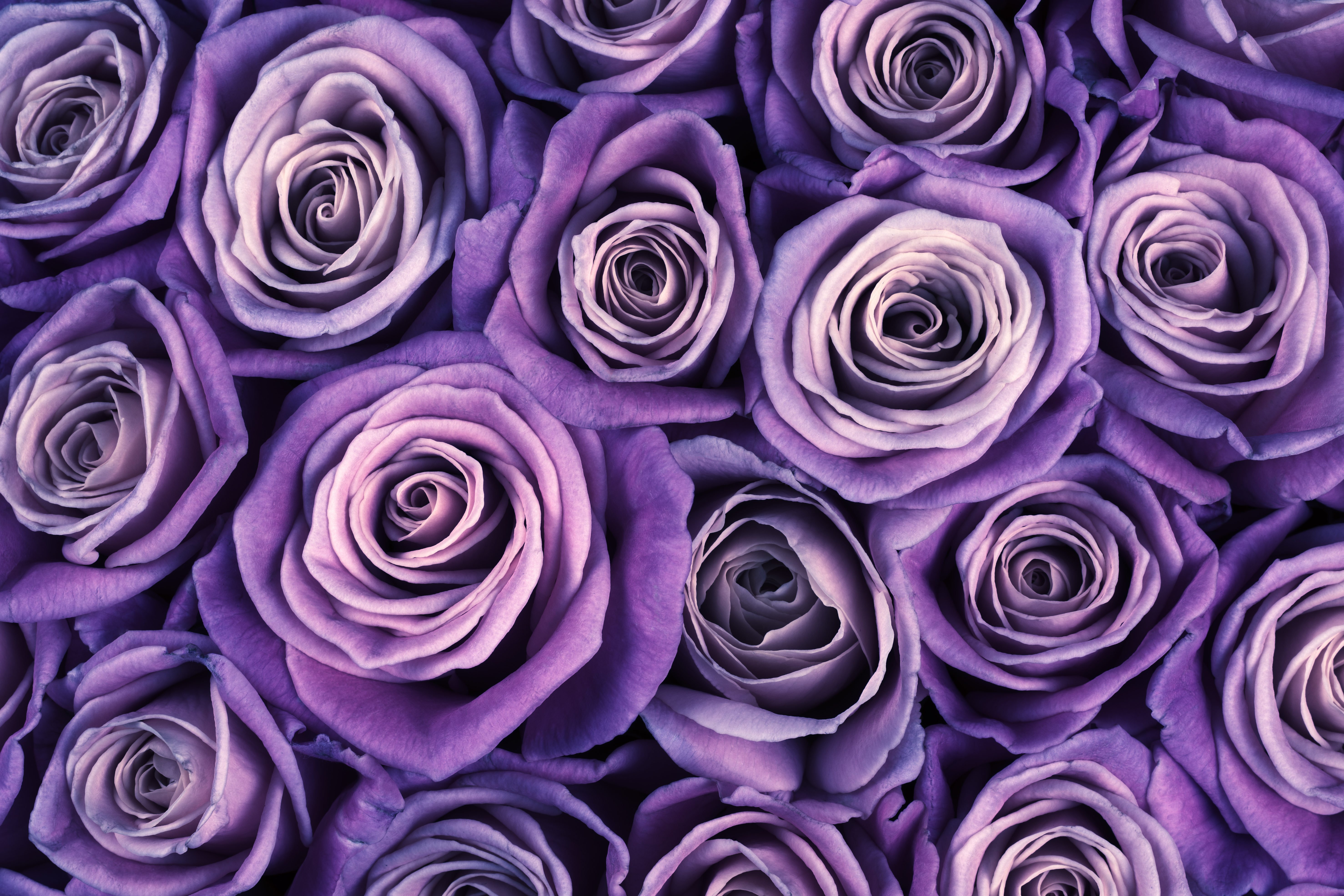 Белые розы фиолетовый. Фиолетовые розы. Белые и сиреневые розы.