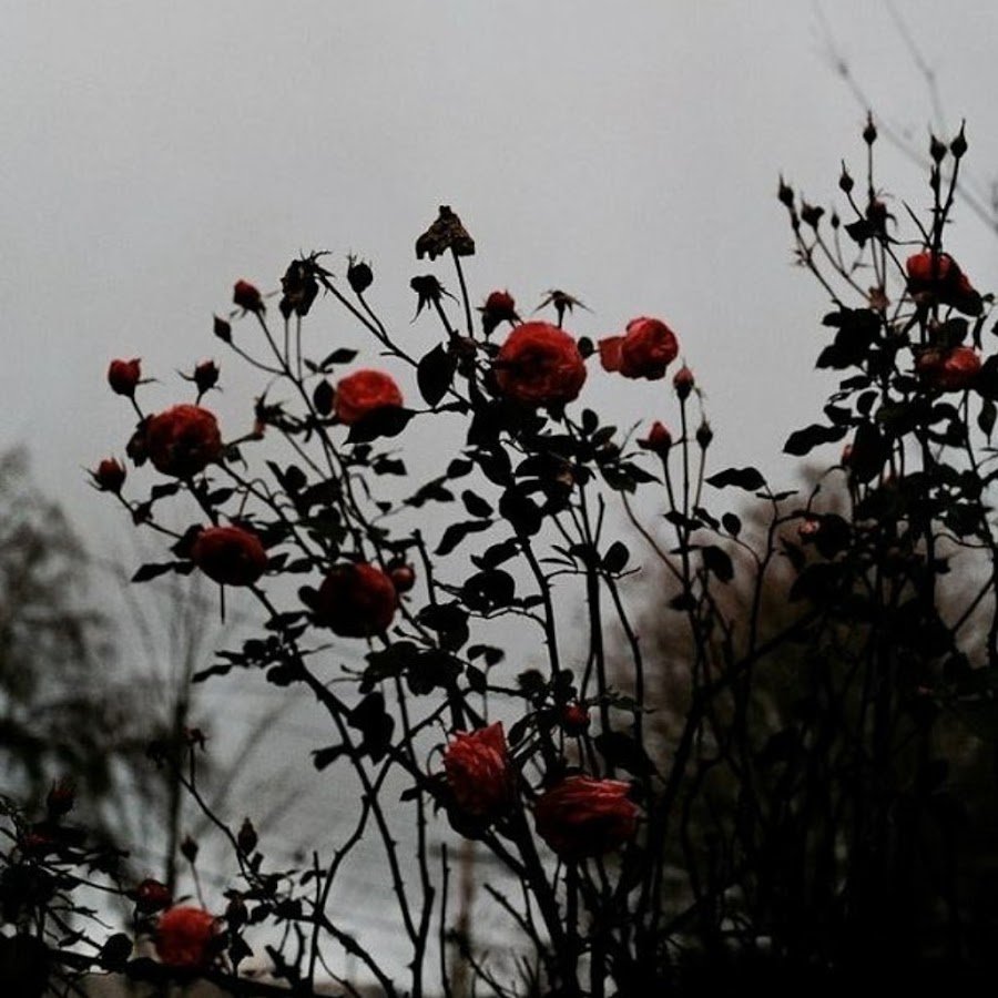 Роза aesthetic