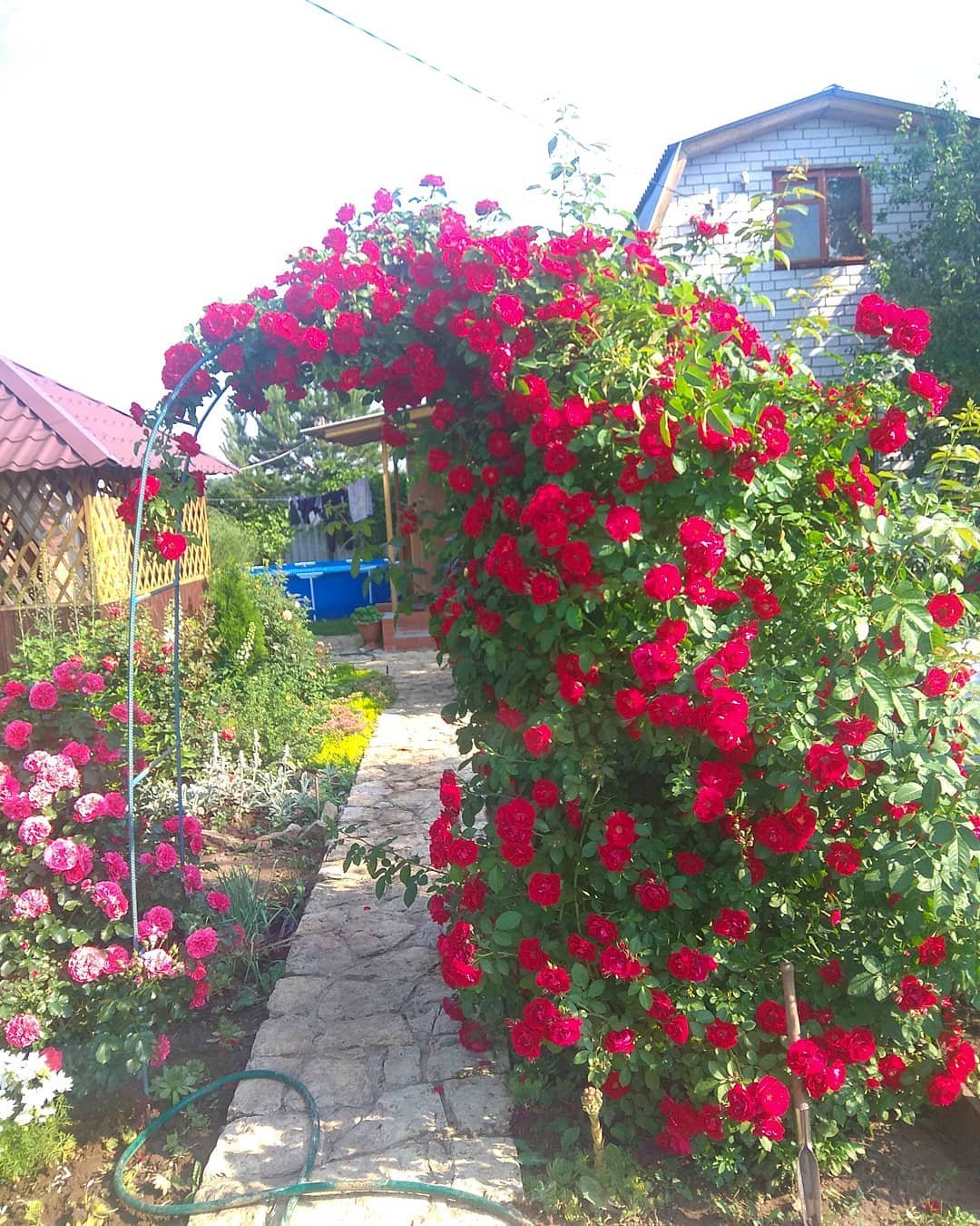 Роза плетистая Розанна на даче