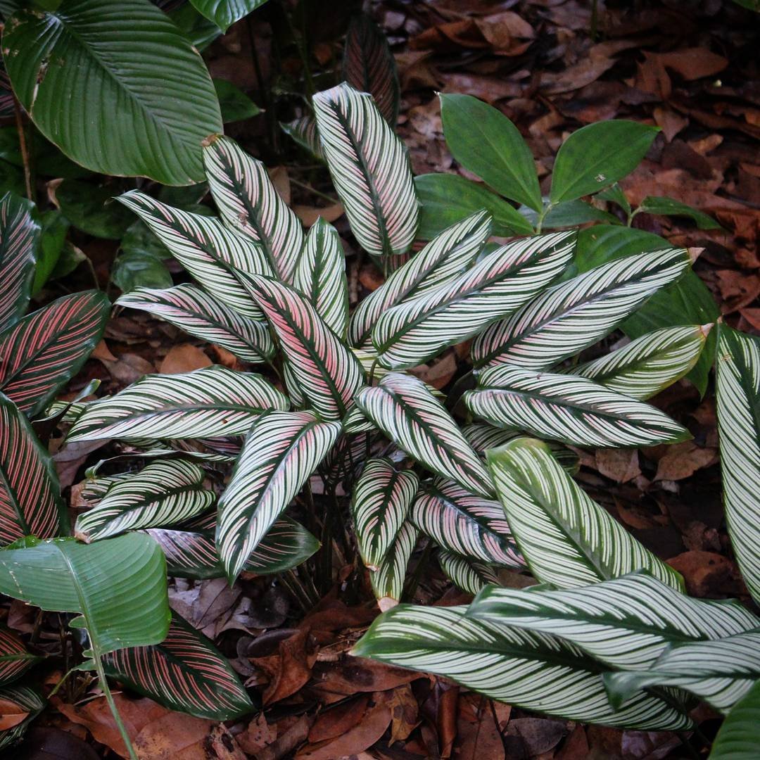 Калатея украшенная Calathea Ornata
