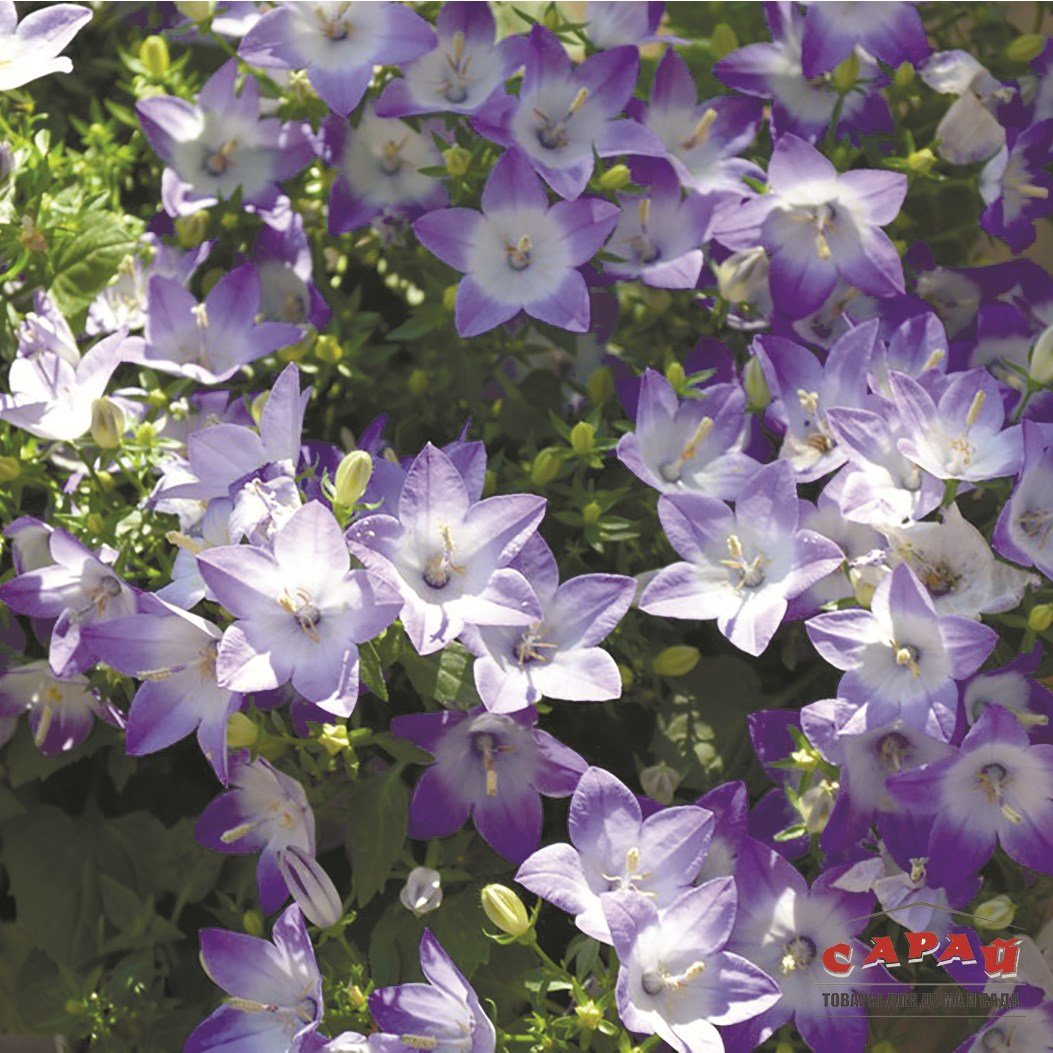 Кампанула Double bicolor