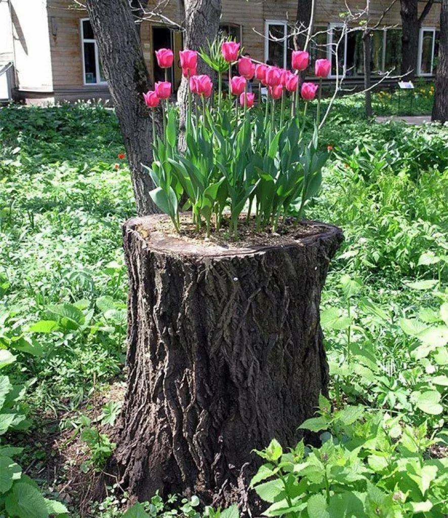 Клумба под деревом