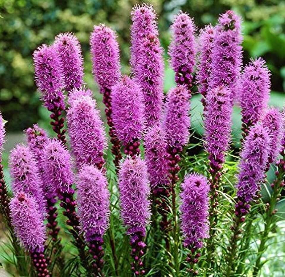 Лиатрис спиката spicata