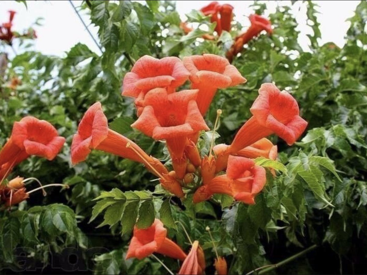 Вьющееся растение с красными цветами граммофонами