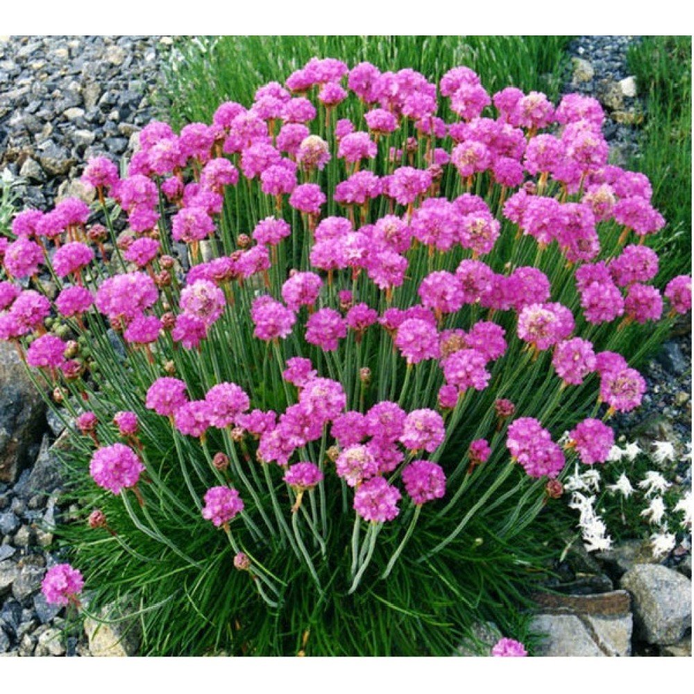 Армерия Приморская (Armeria maritima)