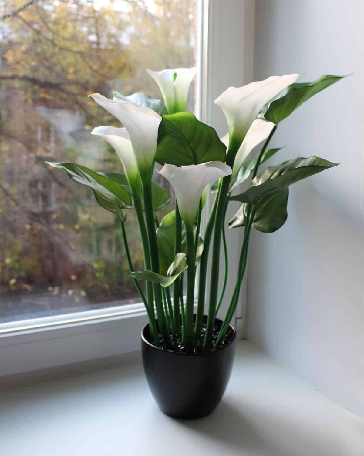 Калла эфиопская (белокрыльник)