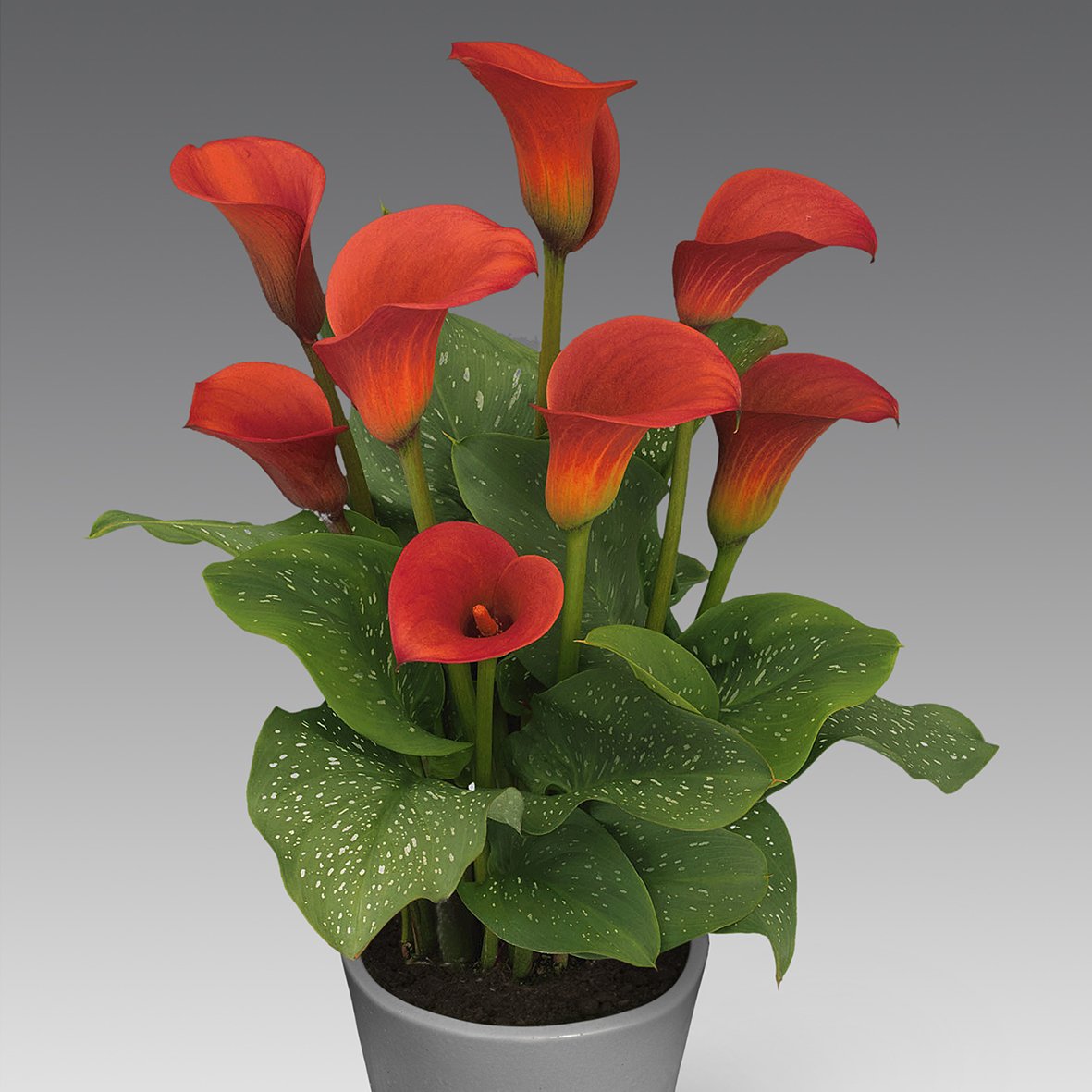 Калла Zantedeschia Red Alert