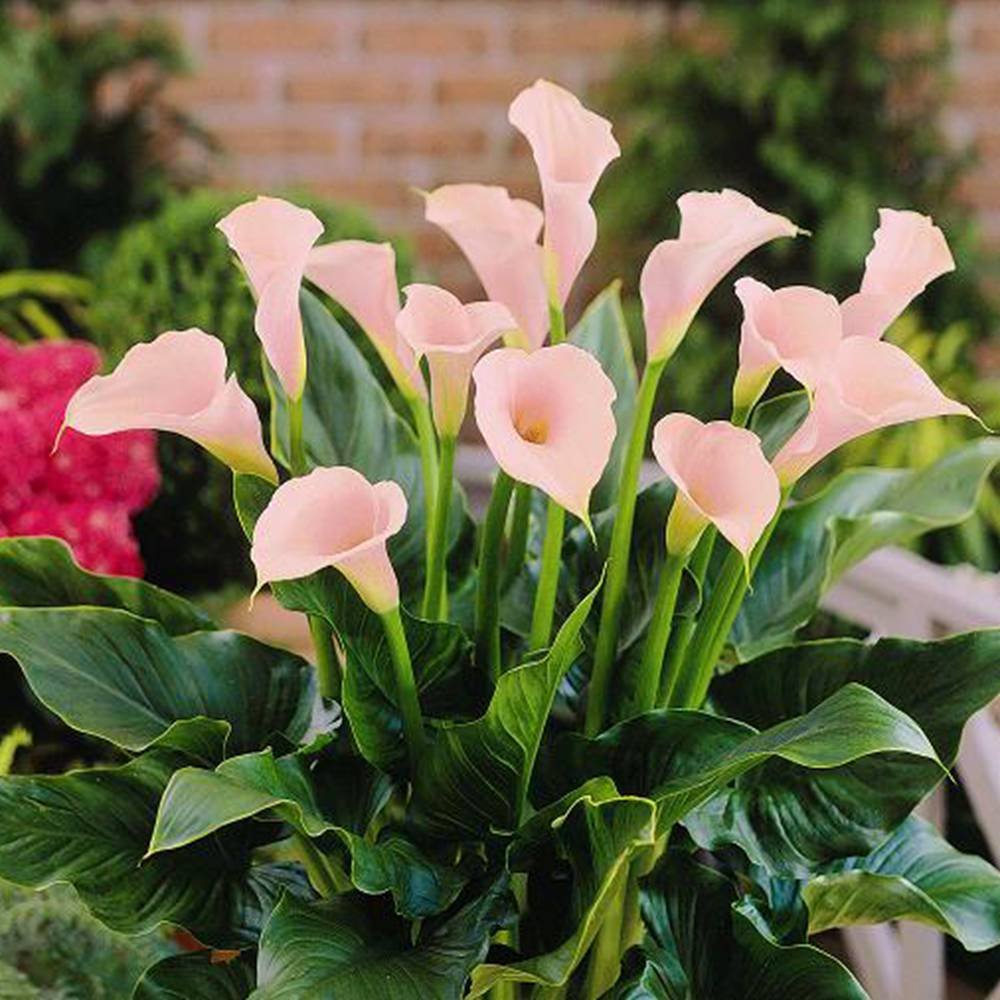 Калла (Zantedeschia) Самур