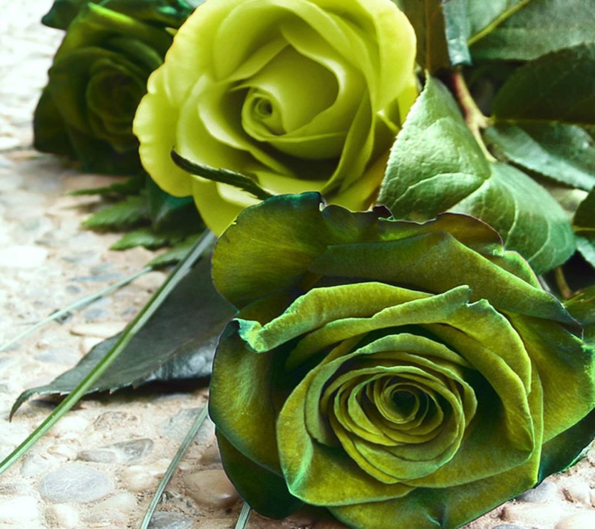 Роза с зелеными цветами