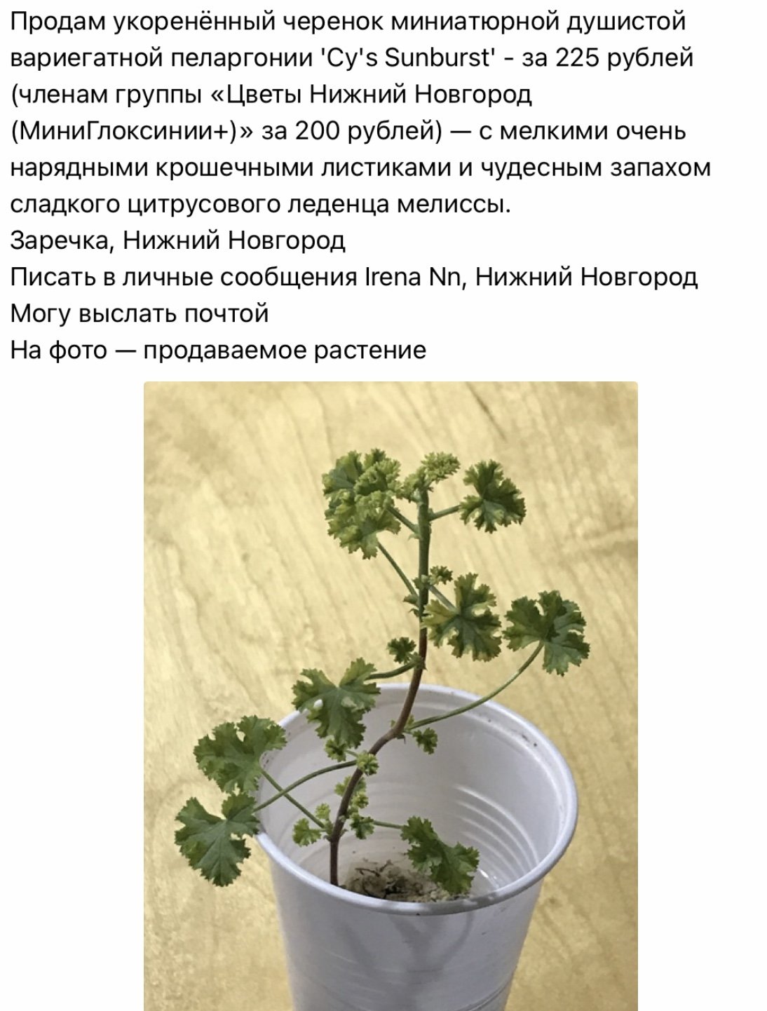 Пеларгония душистая черенкование