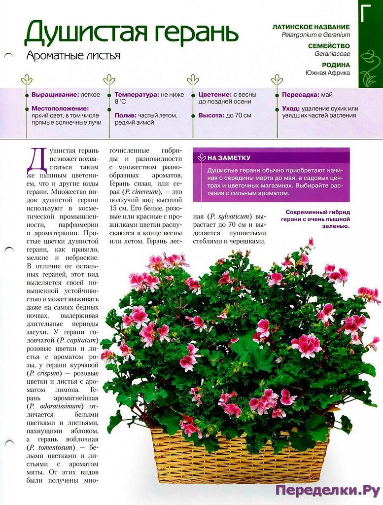 Пеларгония душистая семена