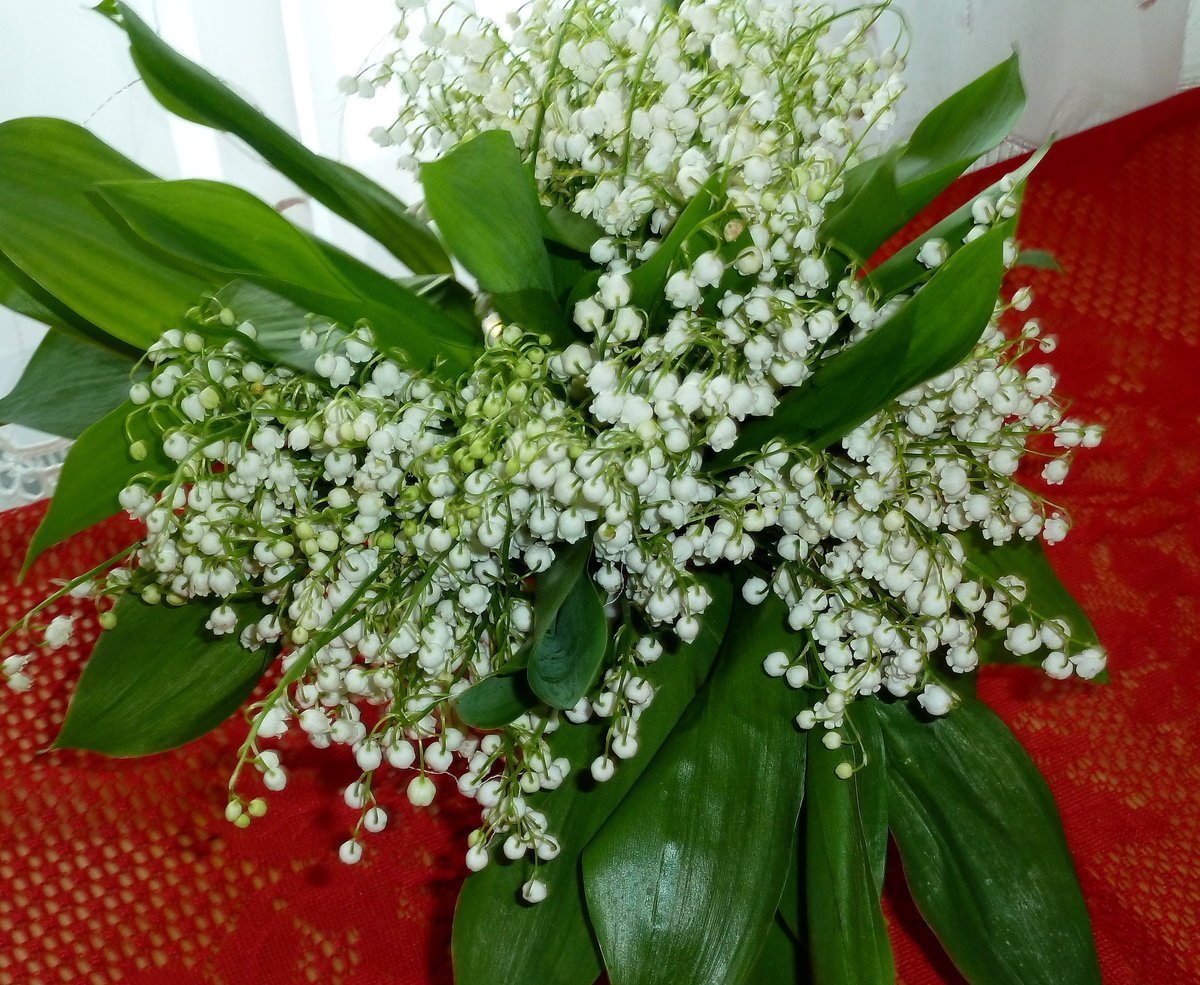 Фрея Ландыши