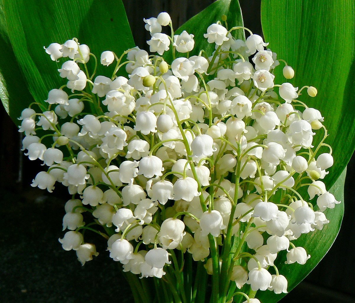 Ландыши Голландия