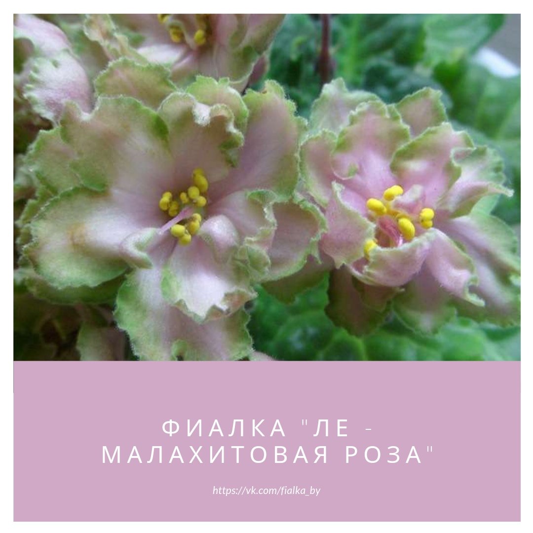 Фиалка Малахитовая роза