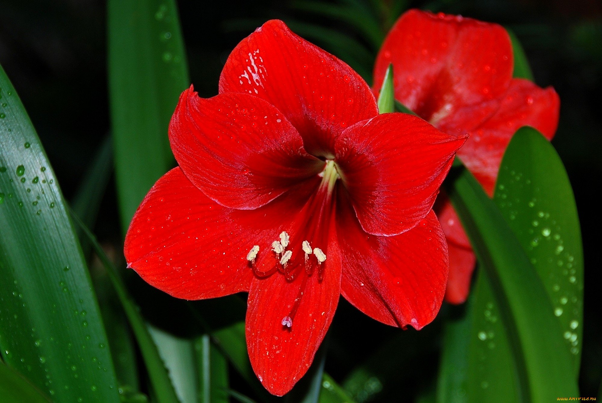 Крупный яркий цветок 4. Амариллис. Амариллис цветок. Гиппеаструм амариллис. Лилия амариллис.