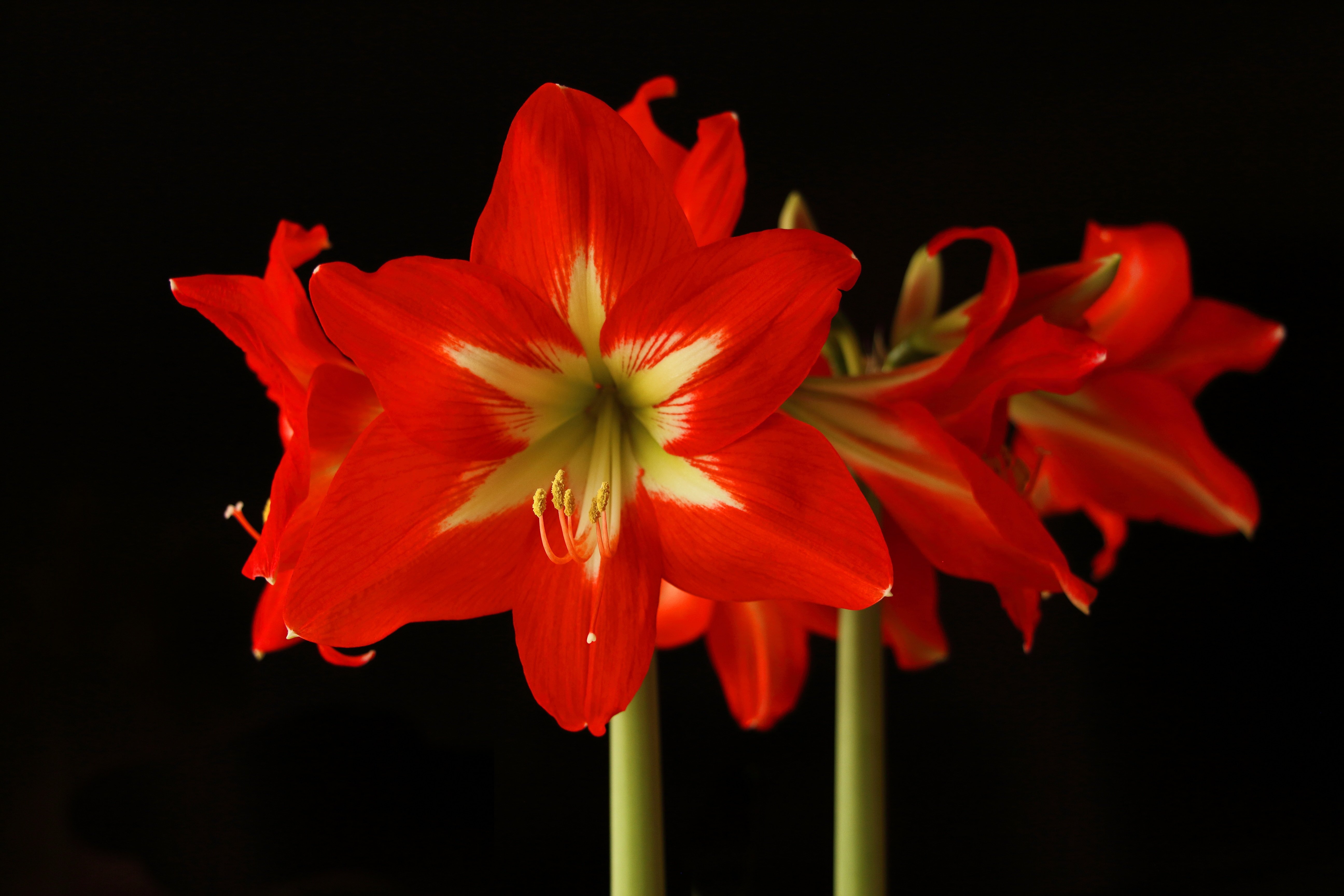 Сколько цветет амариллис. Амариллис цветок красный. Амариллис Акико. Гиппеаструм амариллис. Цветок. Гиппеаструм.