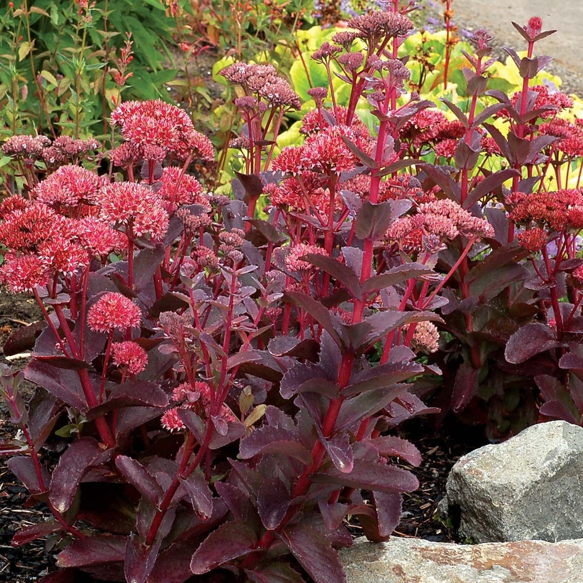 Седум Sedum telephium Raspberry Truffle