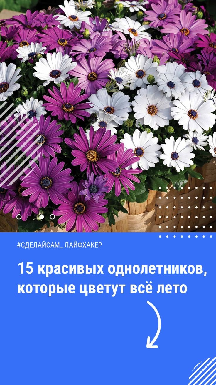 Остеоспермум Аккорд Гавриш