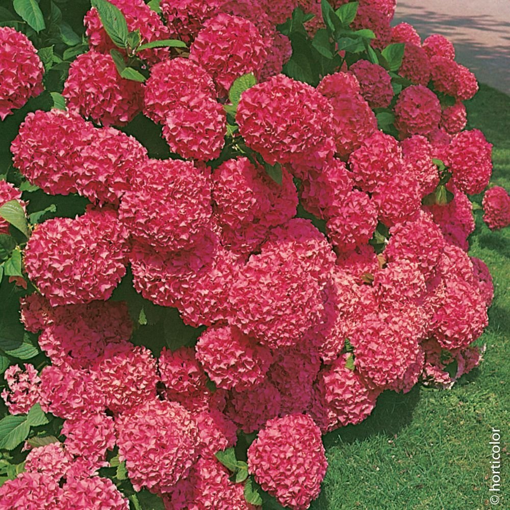 Гортензия Сибилла (Sibilla)