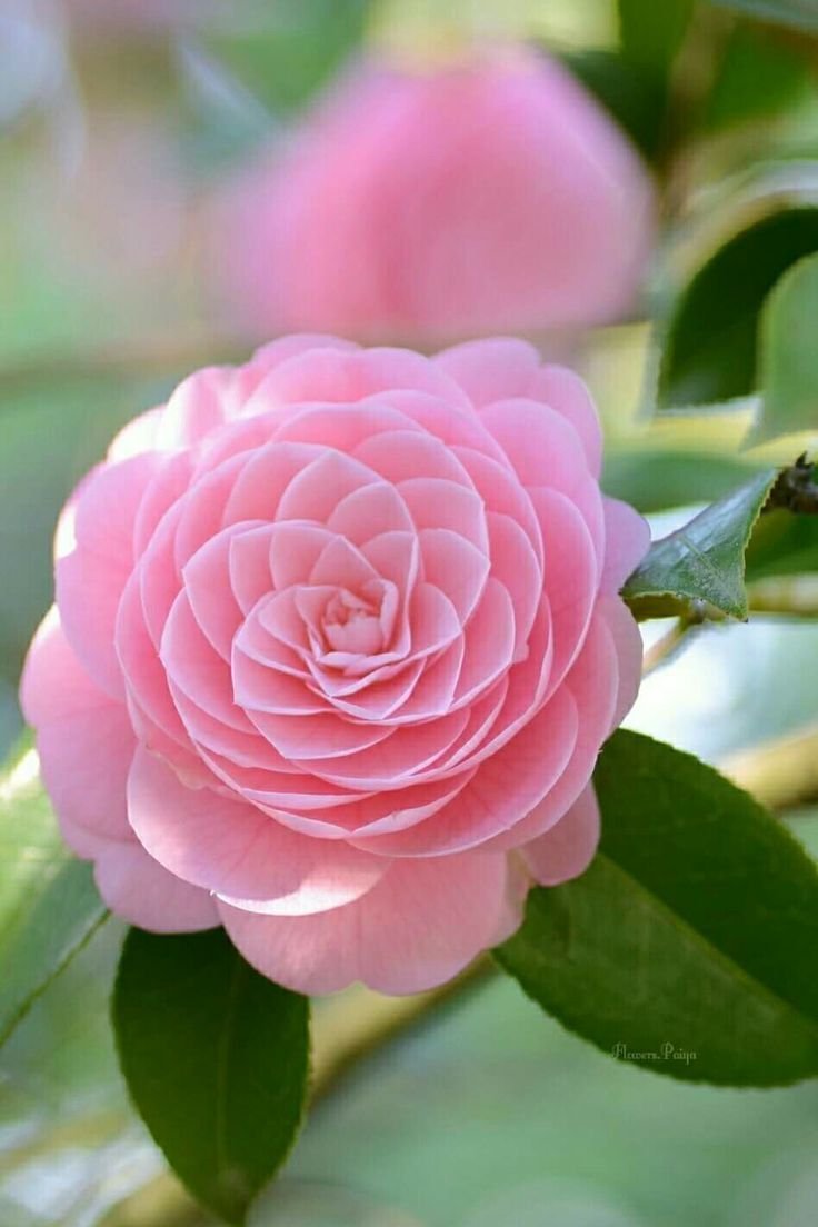 Камелия японская Camellia japonica