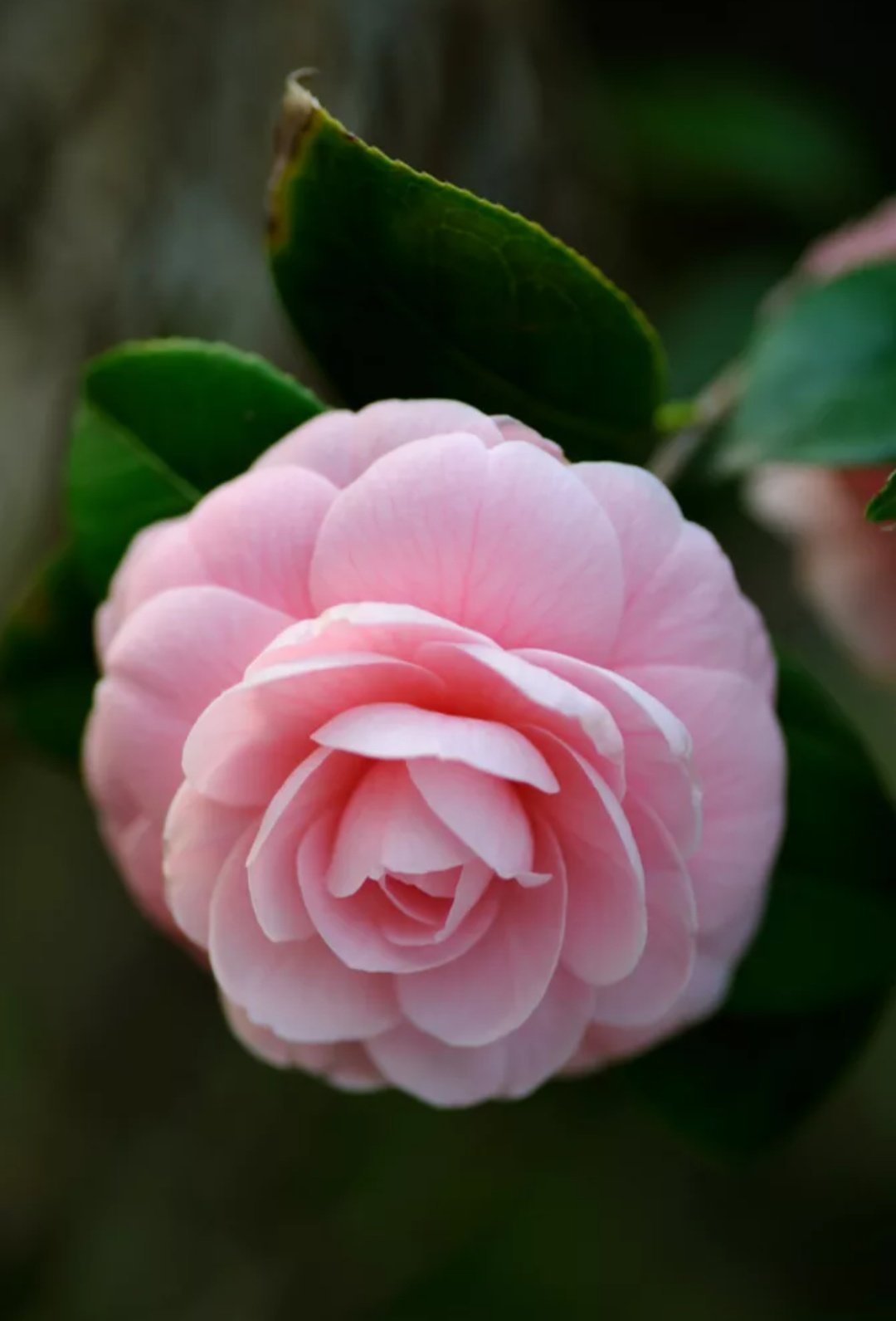 Камелия японская Camellia japonica
