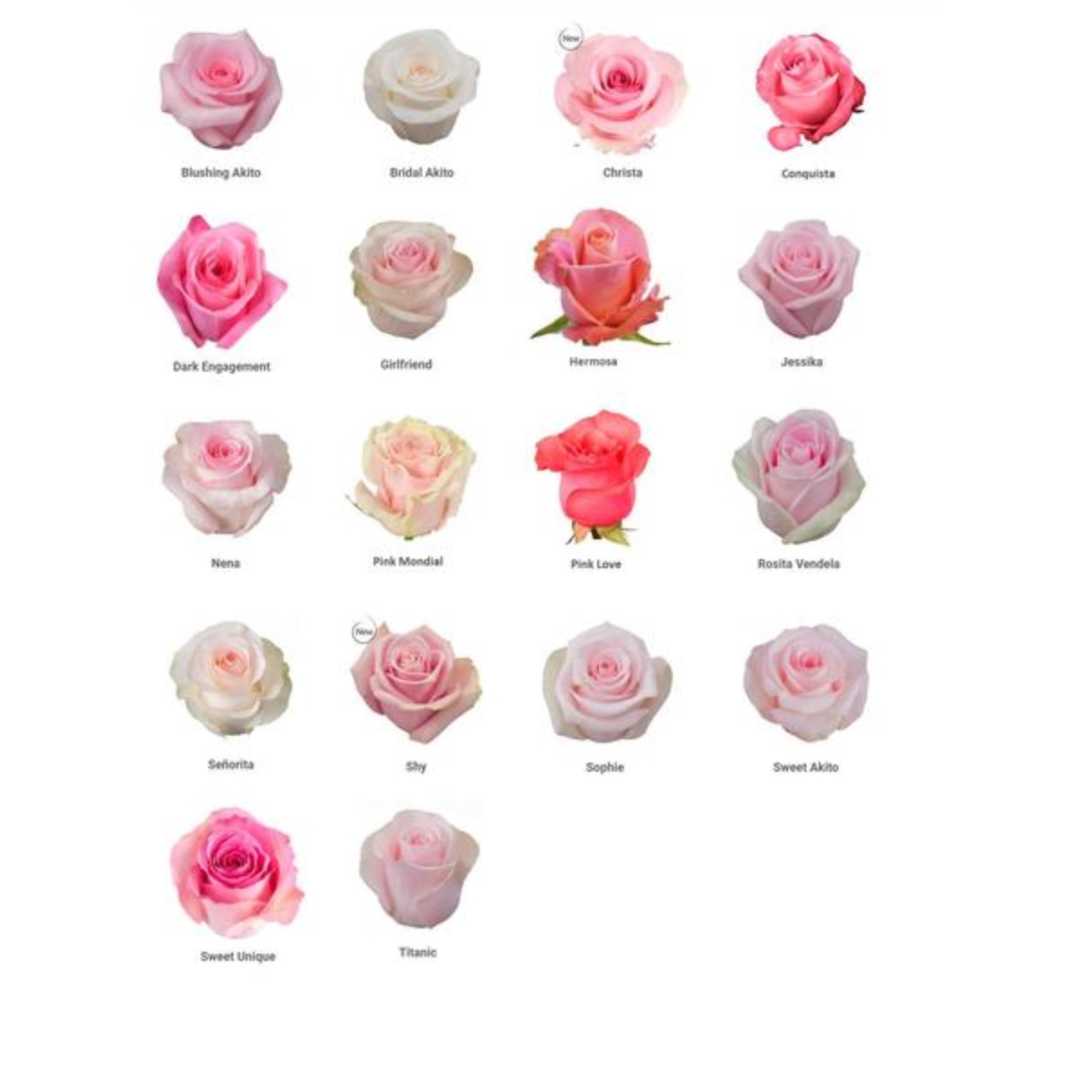 Розовые розы сорта названия. Сорта роз срезка Эквадор. Сорта розовых роз Эквадор.