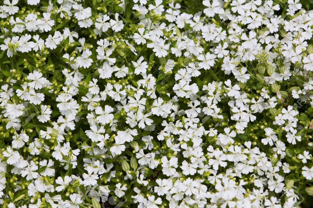 Садовые цветы с мелкими белыми цветочками