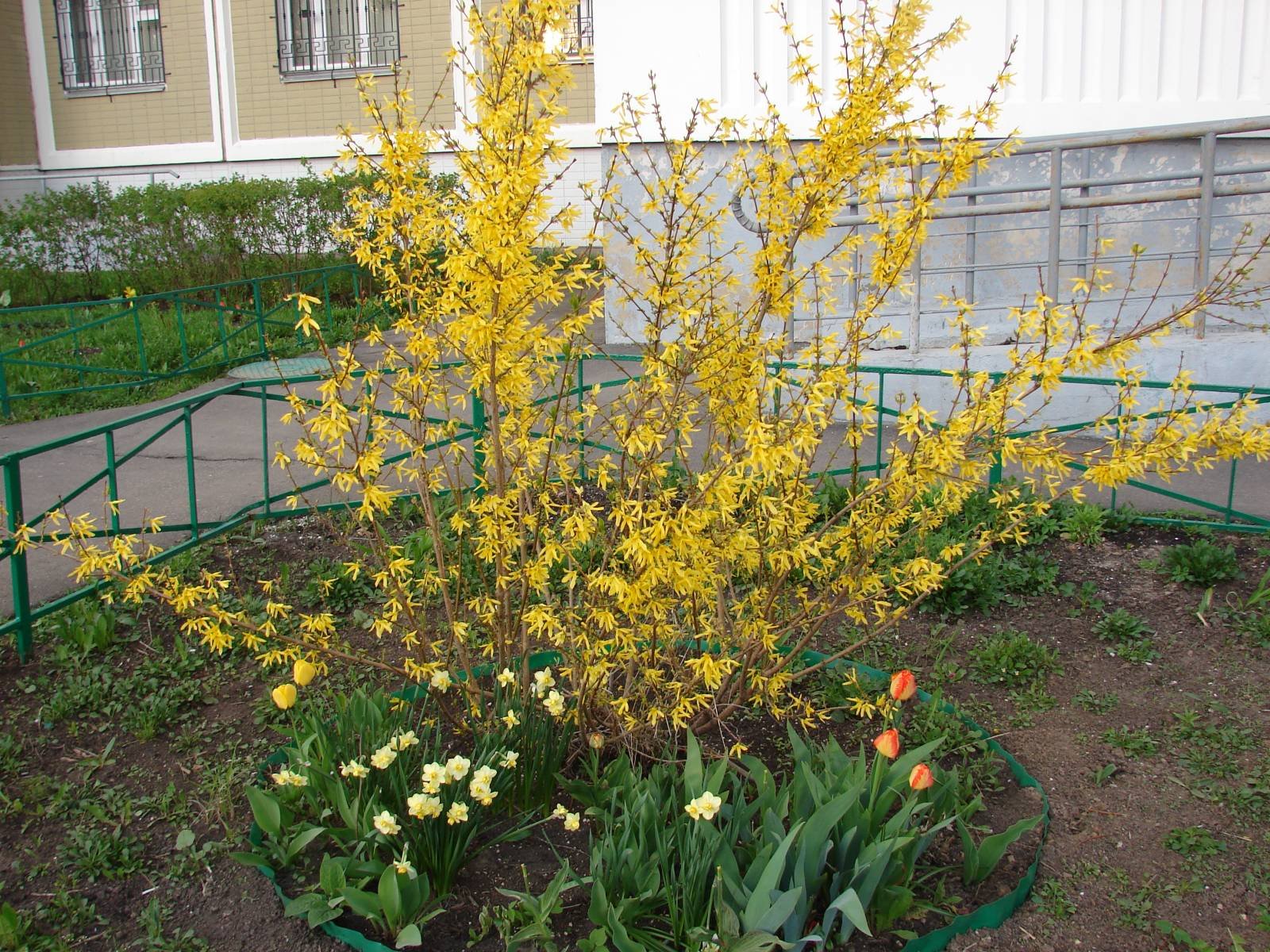 Кустарник с желтыми цветами весной название. Форзиция Вариегата.