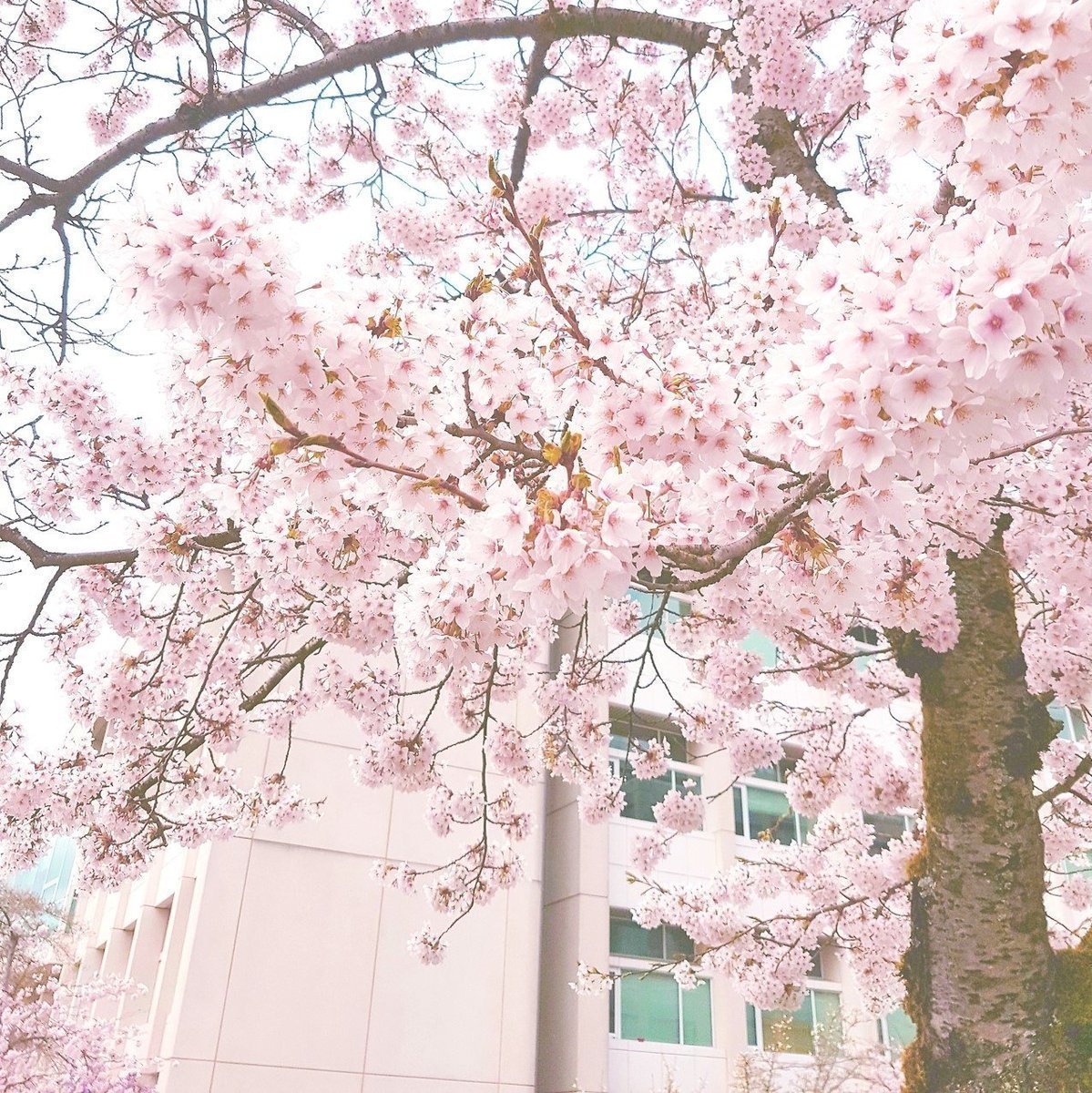 Японское дерево с белыми цветами