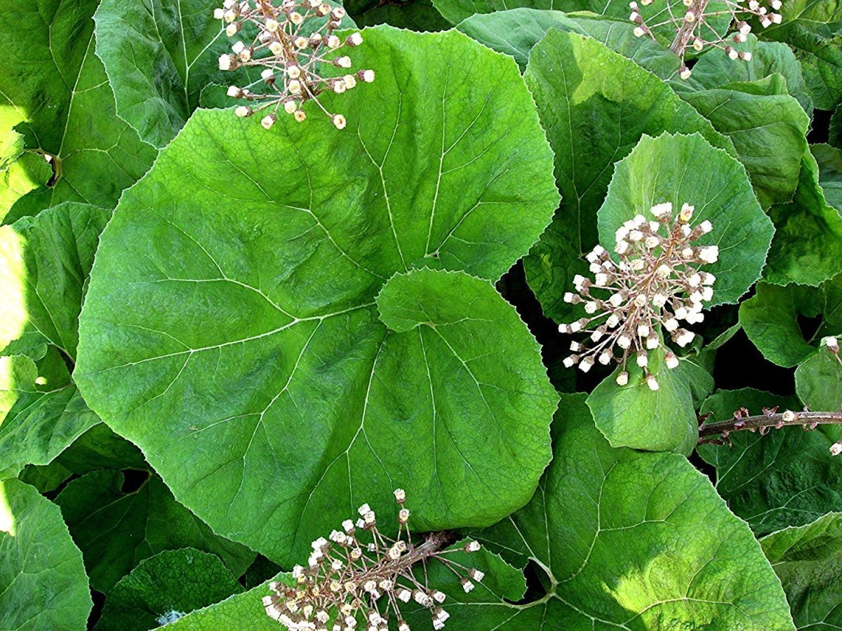 Белокопытник гибридный (Petasítes hýbridus)