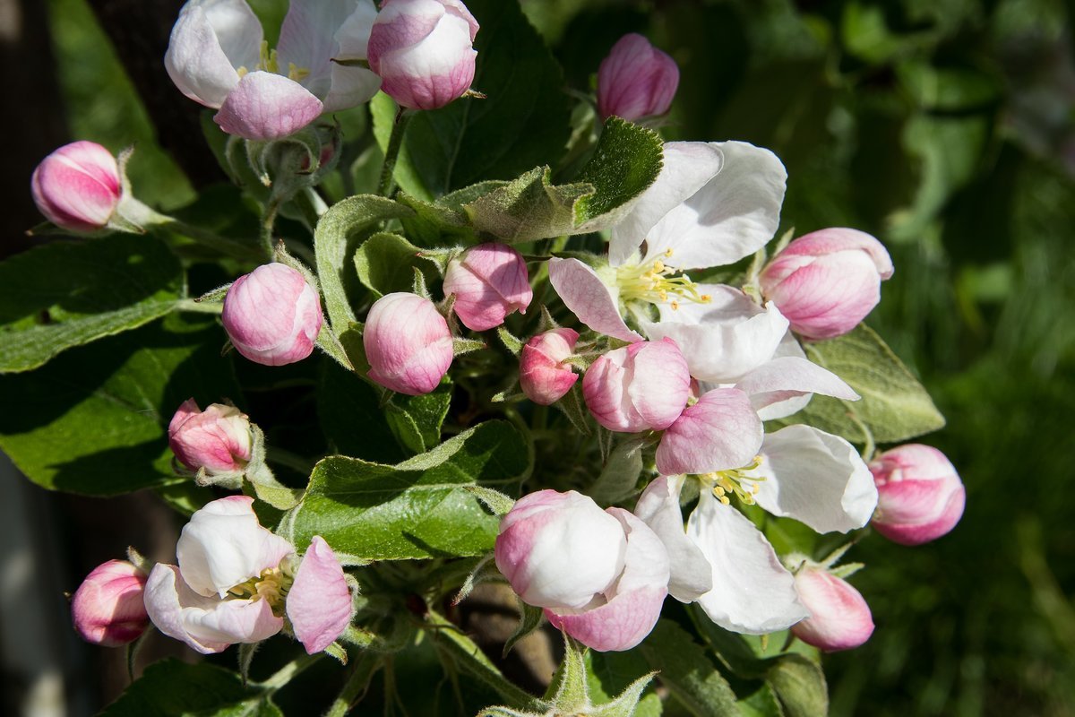 Эппл блоссом (Apple Blossom)