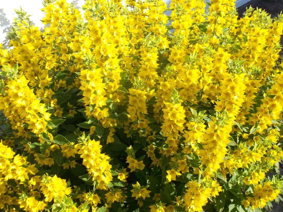 Многолетний кустарник с желтыми цветами