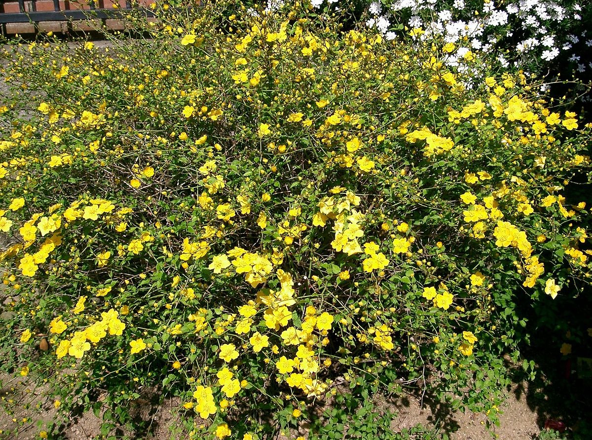 Керрия японская Aureovariegata
