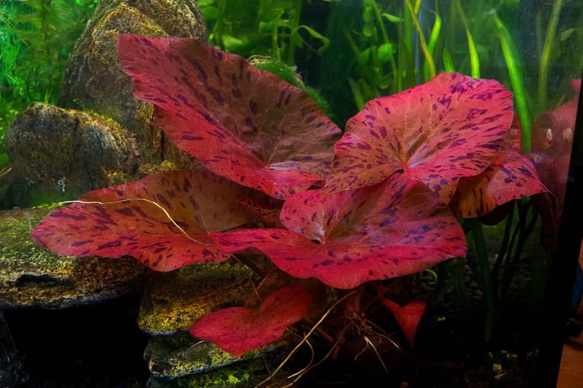 Нимфея тигровая красная (Nymphaea Lotus Red)