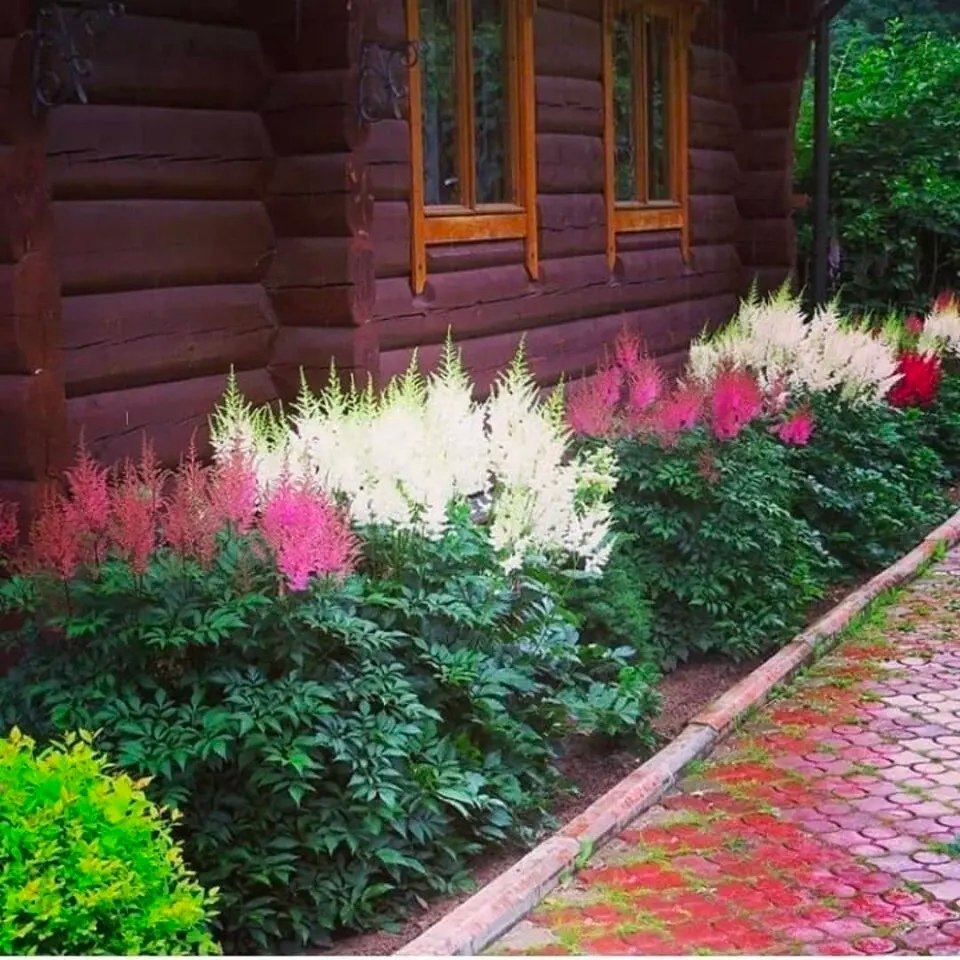 Астильба рабатка