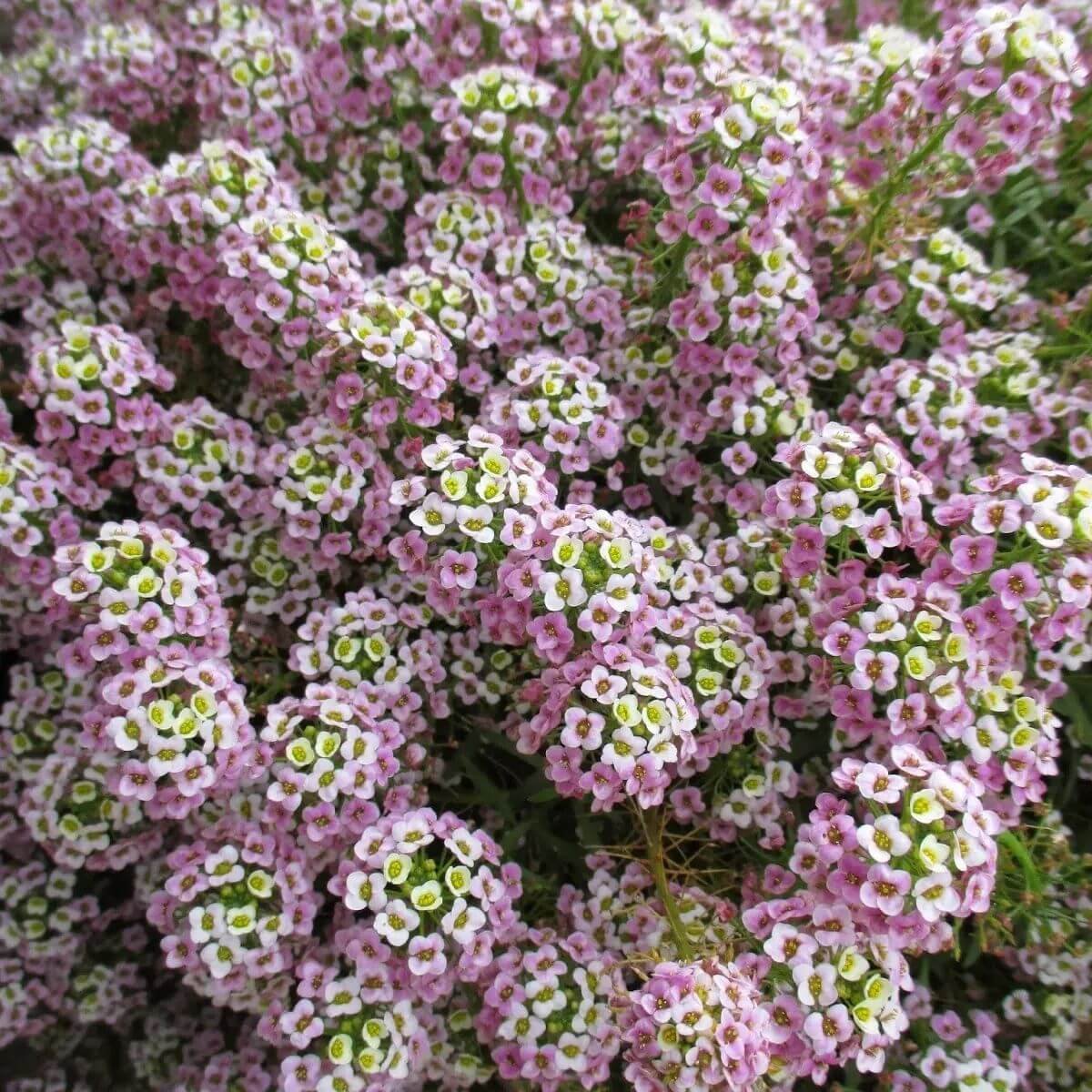 Алиссум Lobularia maritima