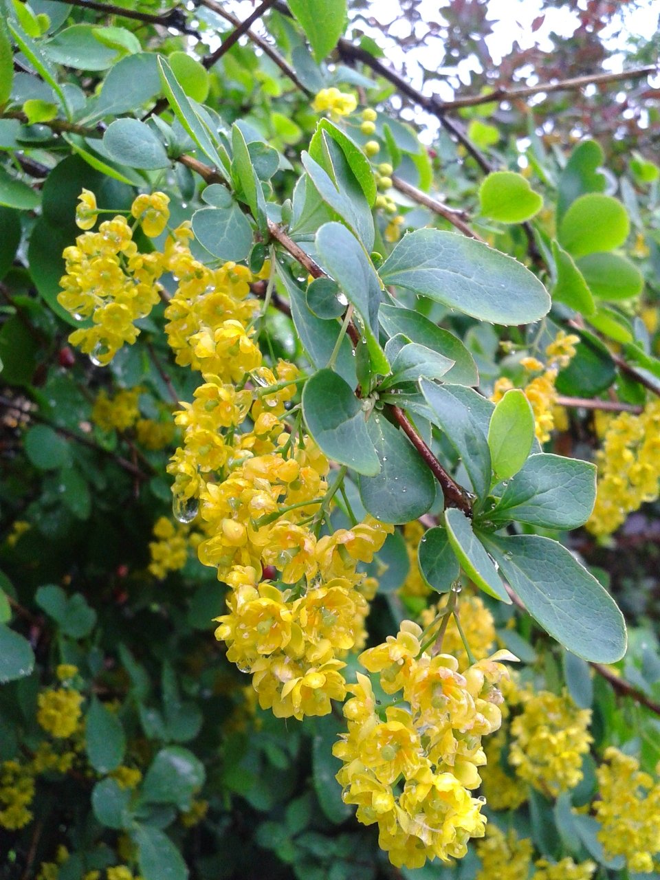 Куст с жёлтыми цветочками