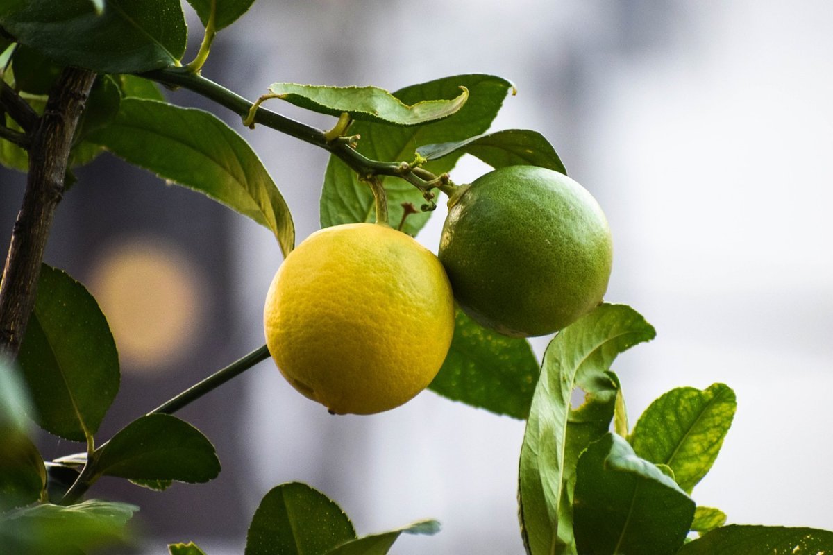 Лимон Фиоре Citrus Limon Fiore