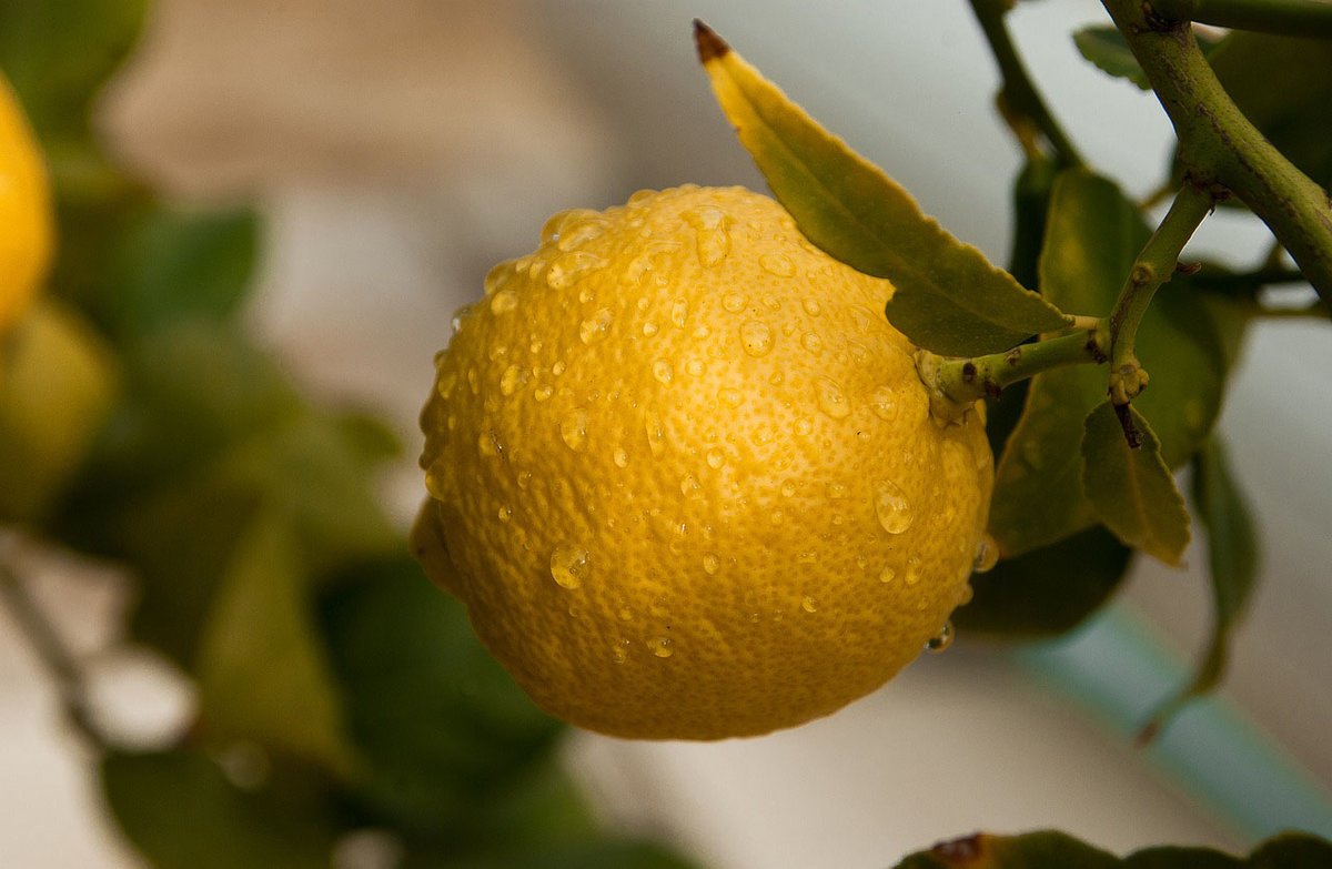 Лимон обыкновенный (Citrus Limon)
