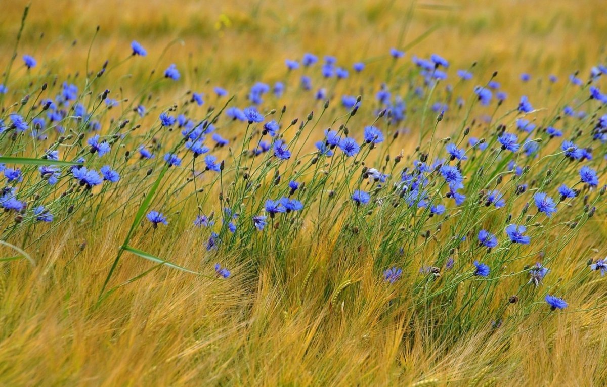 Степные голубые цветы