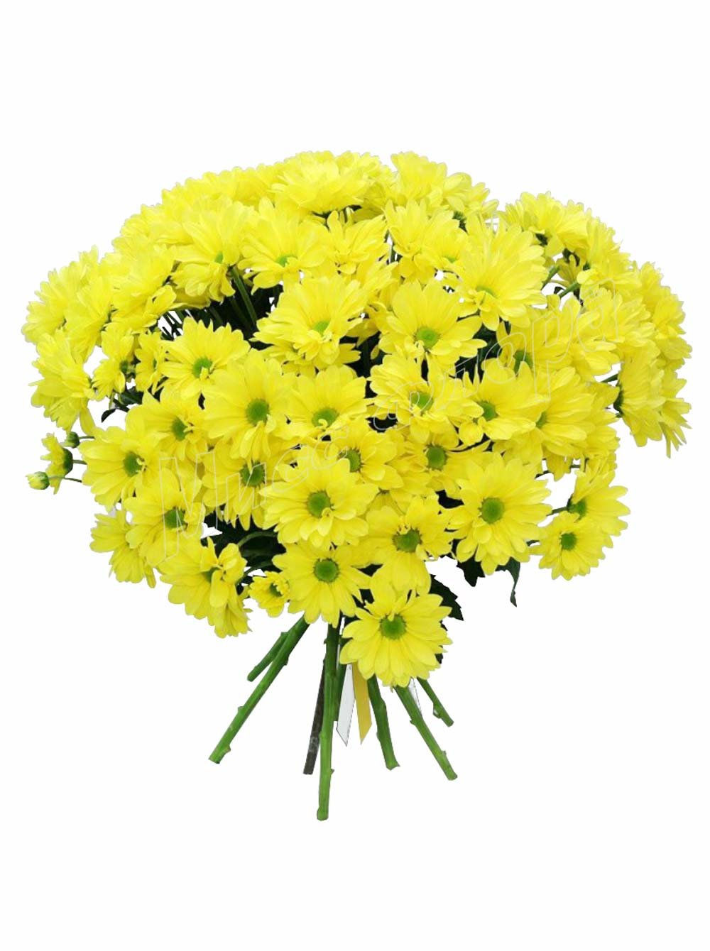 Хризантема кустовая (9шт)